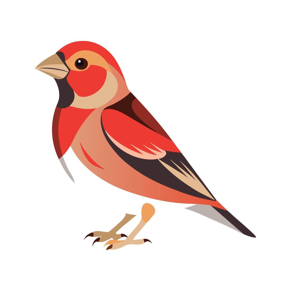 Charming United Illustration of Finch vector