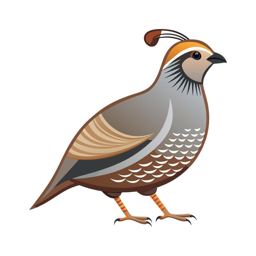 Charming Gambels Quail Artwork vector