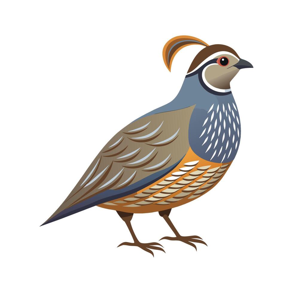 Elegant Gambels Quail Bird Graphic vector