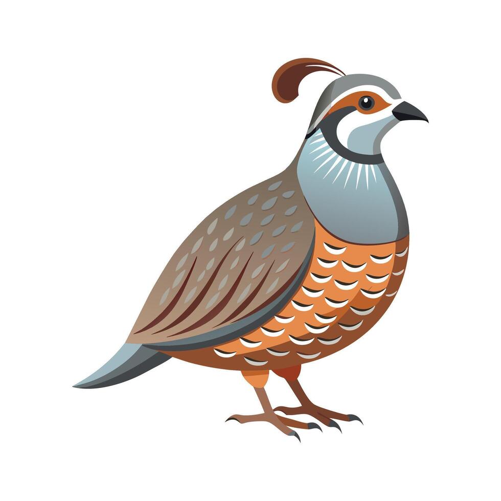 Unique Gambels Quail Bird Artwork vector