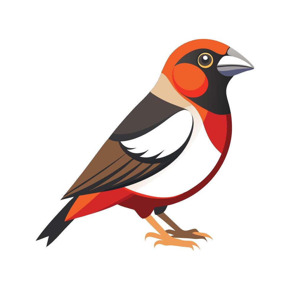 Stylish Illustration of Grosbeak vector