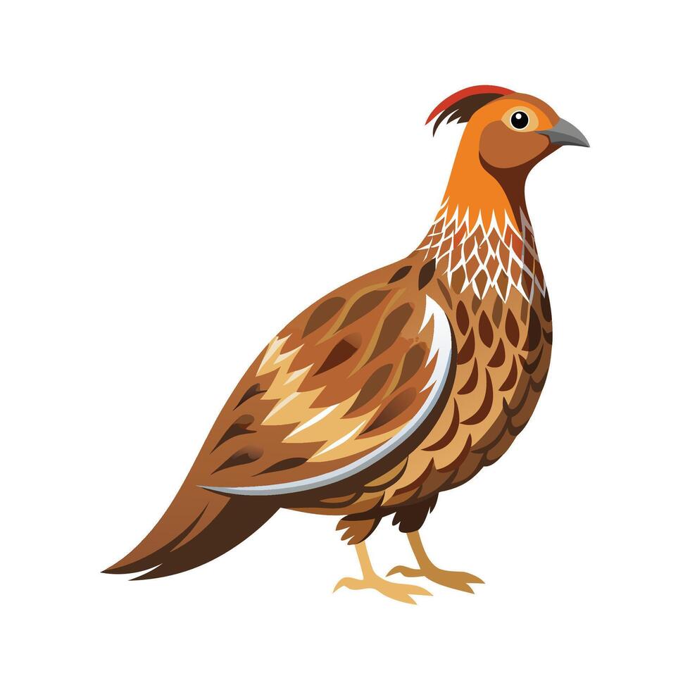Charming Illustration of Grouse vector