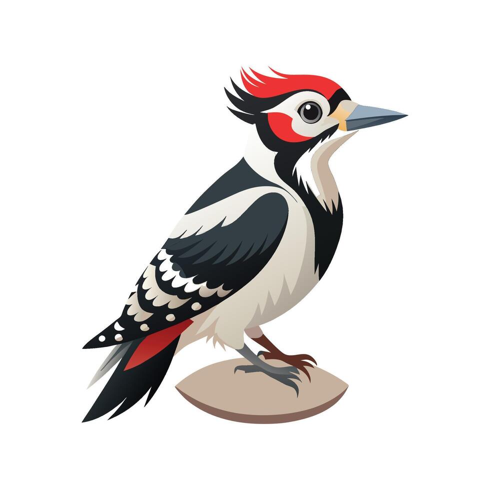 Charming Illustration of Hairy Woodpecker vector