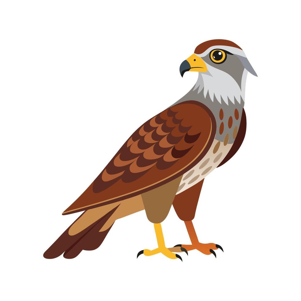 Elegant Harrier Bird Graphic vector