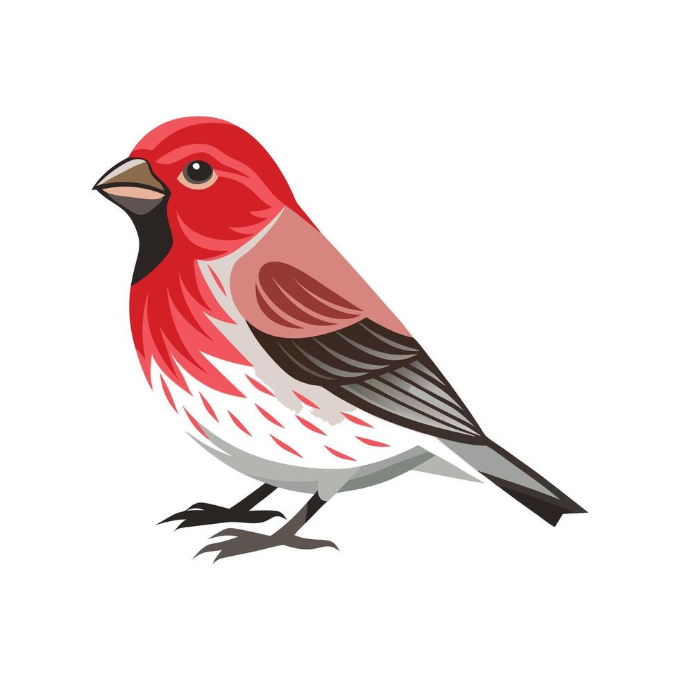 Elegant House Finch Bird Graphic vector
