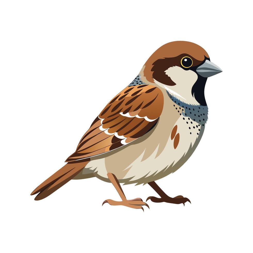 Elegant House Sparrow Bird Graphic vector