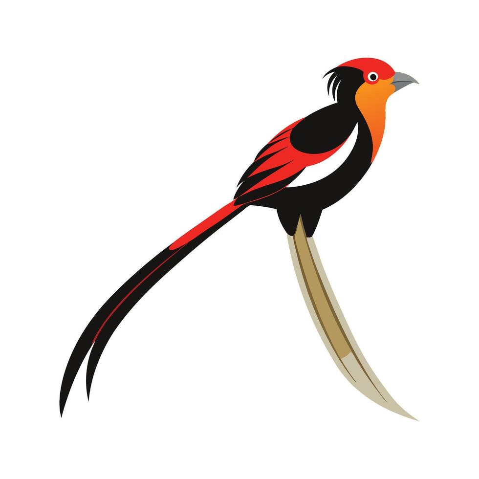 Unique LongTailed Widowbird Bird Artwork vector