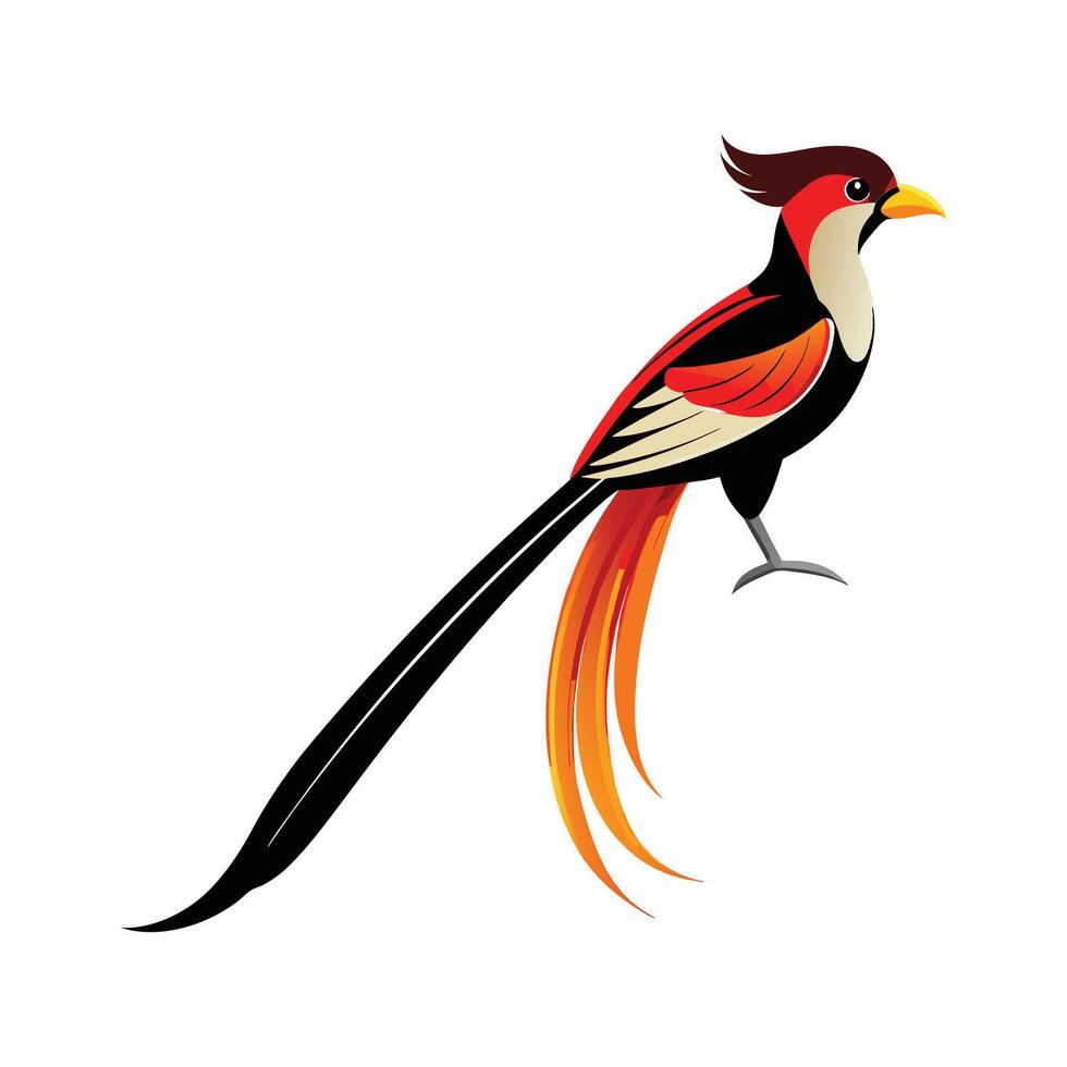 Charming LongTailed Widowbird vector