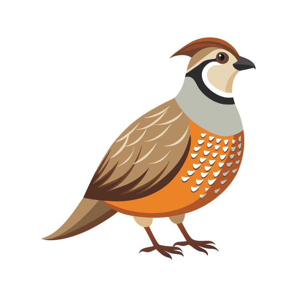 Charming Northern Bobwhite Illustration vector
