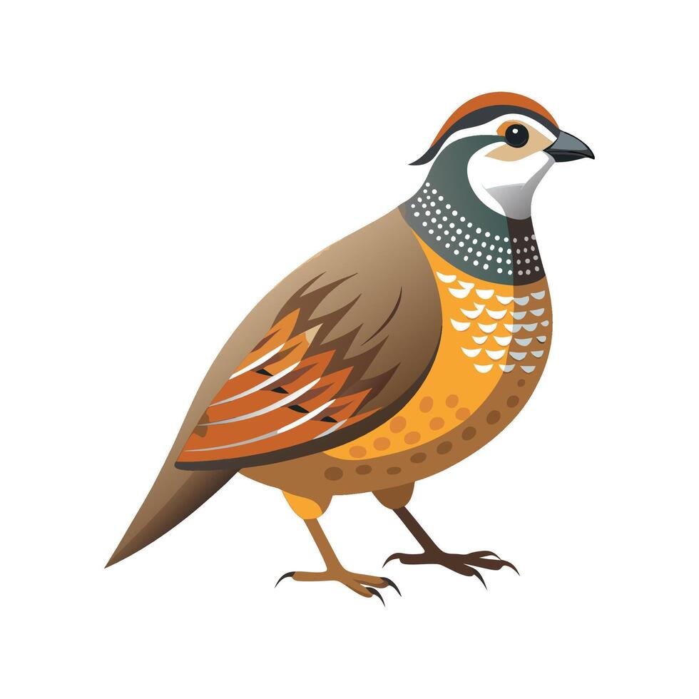 Unique Northern Bobwhite Artwork vector