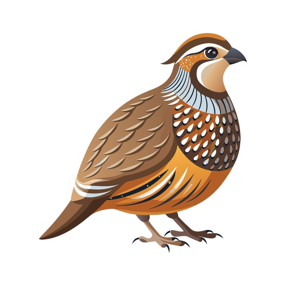 Elegant Northern Bobwhite Design vector