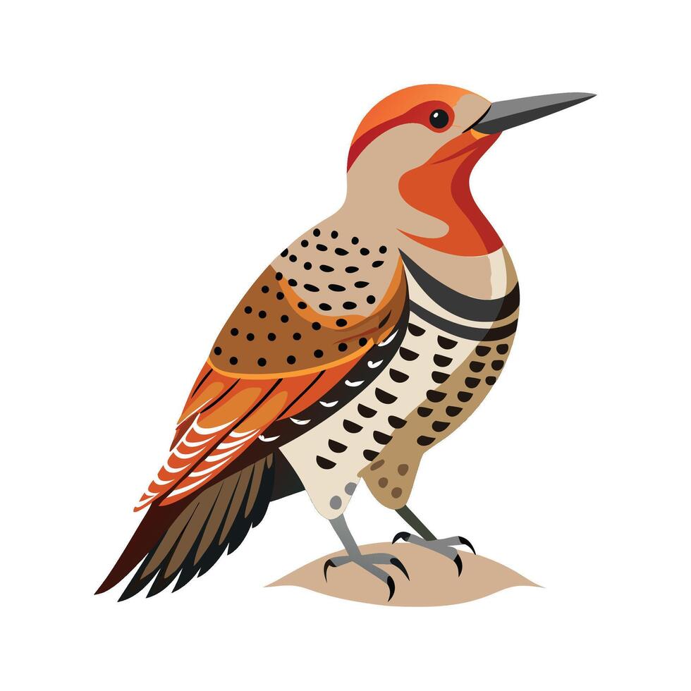 Stunning Northern Flicker vector