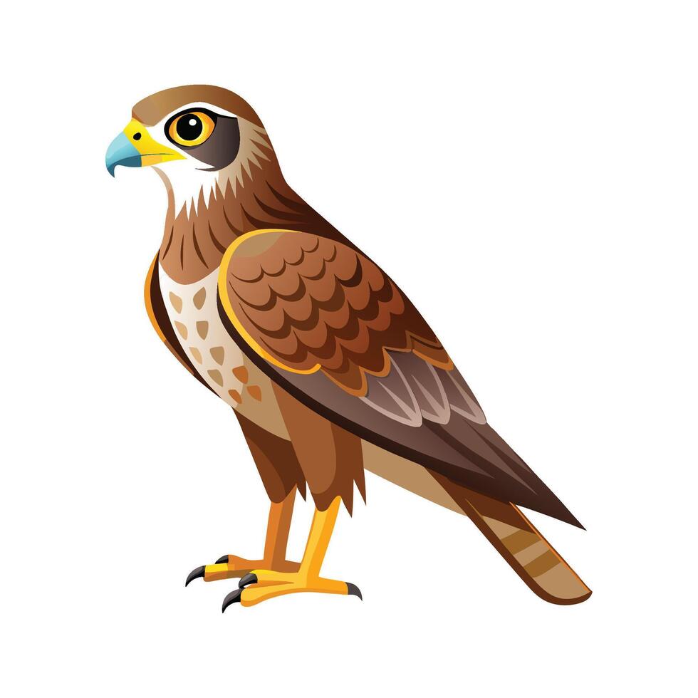 Vibrant Northern Harrier vector