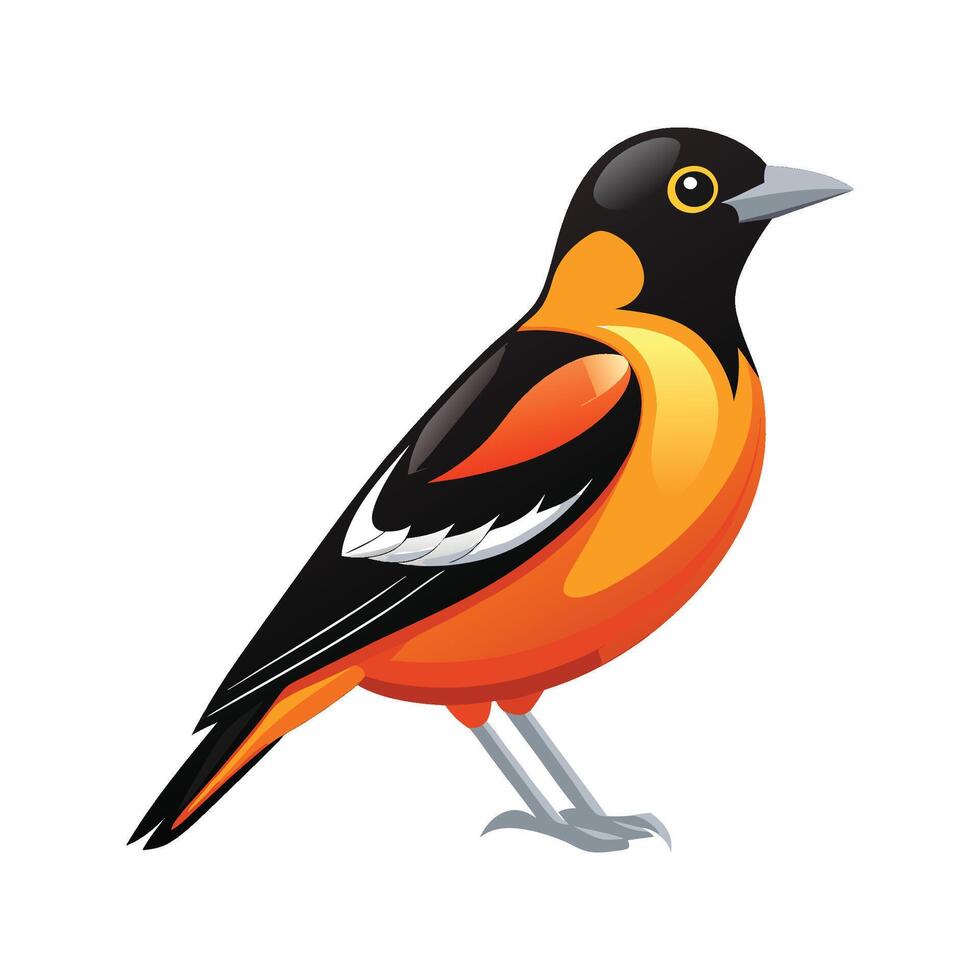 Stunning Oriole Bird vector