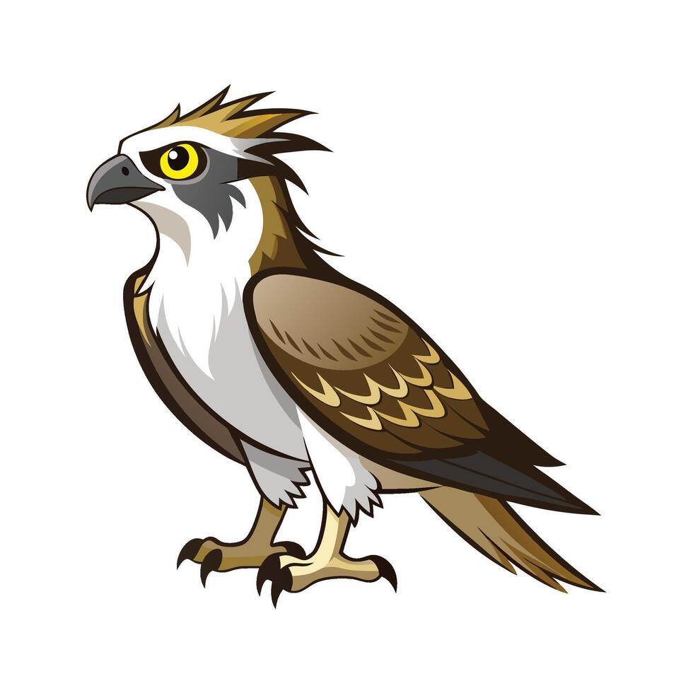 Vibrant Osprey Bird vector