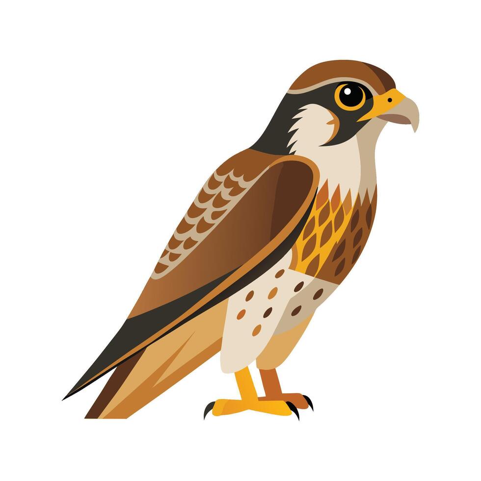 Vibrant Prairie Falcon vector