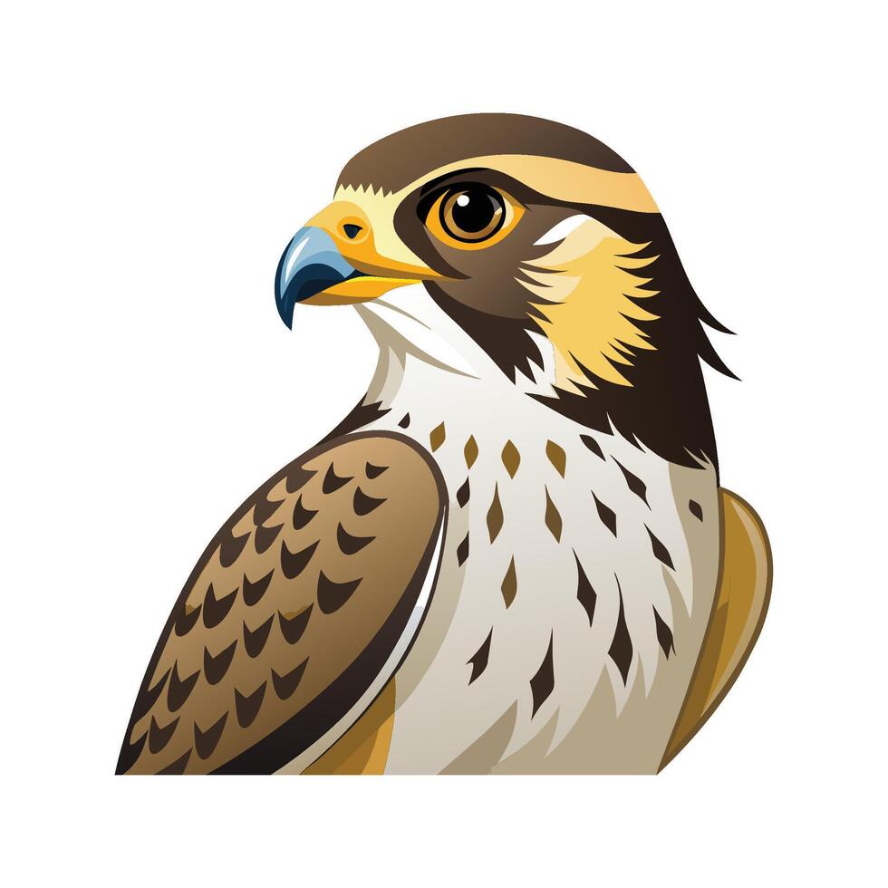 Charming Prairie Falcon Artwork vector