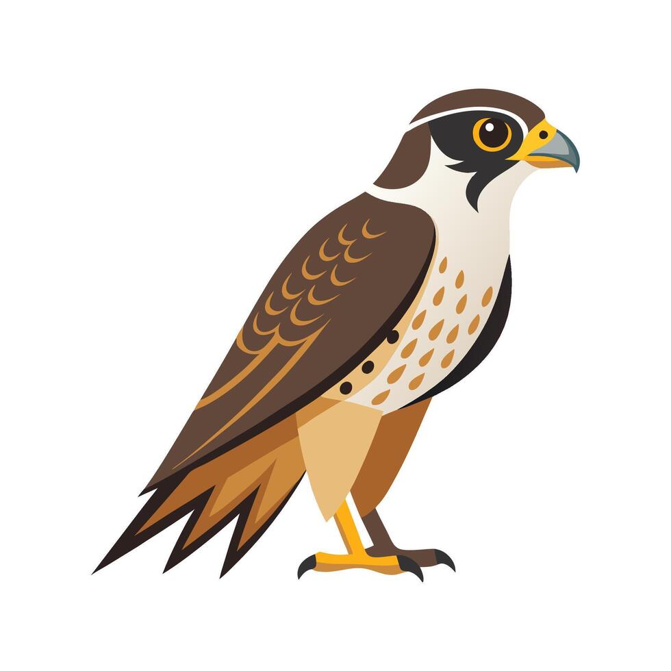 Stunning Prairie Falcon Design vector