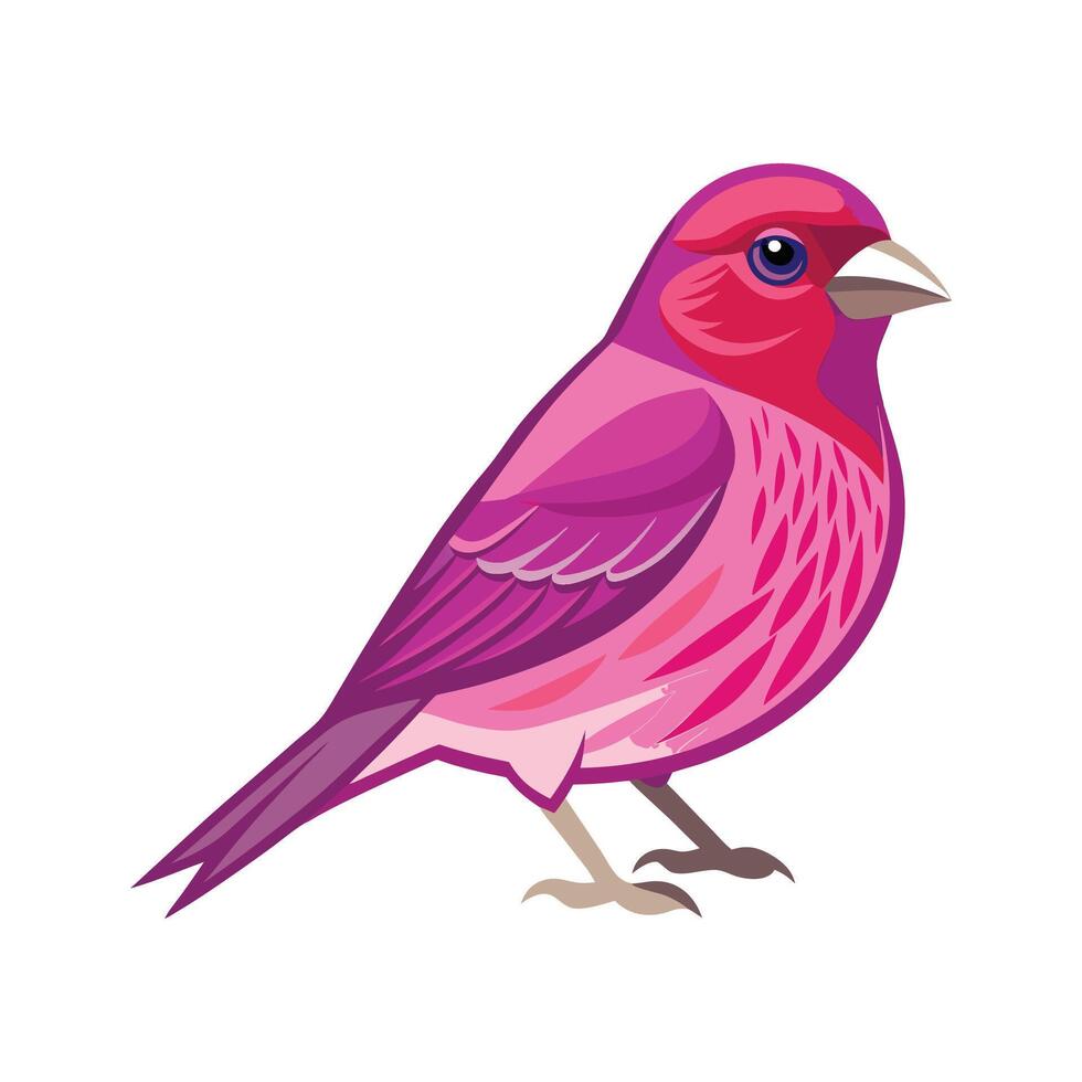 Colorful Purple Finch Illustration vector