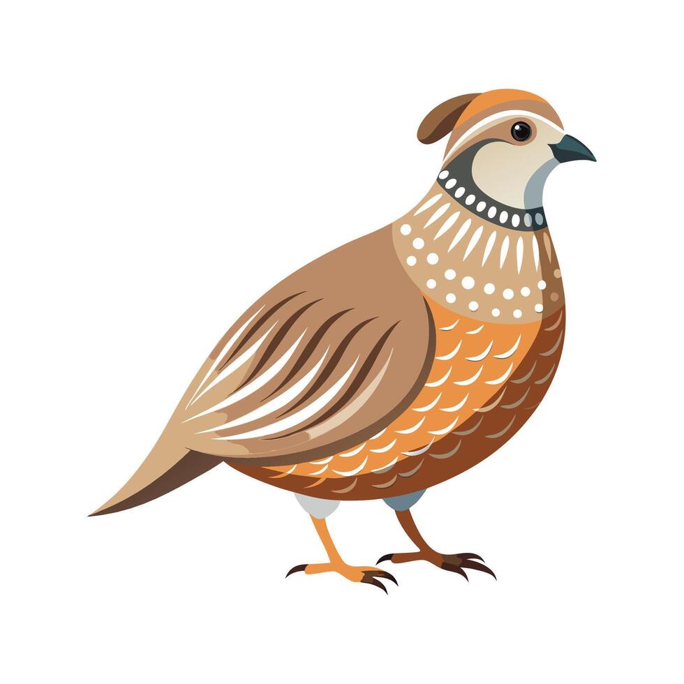 Vibrant Quail Bird vector