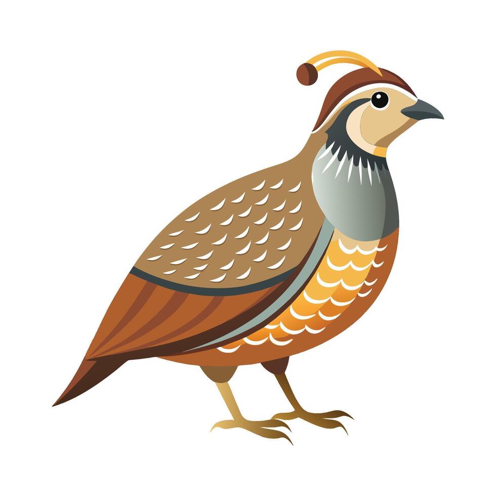 Charming Quail Bird Illustration vector