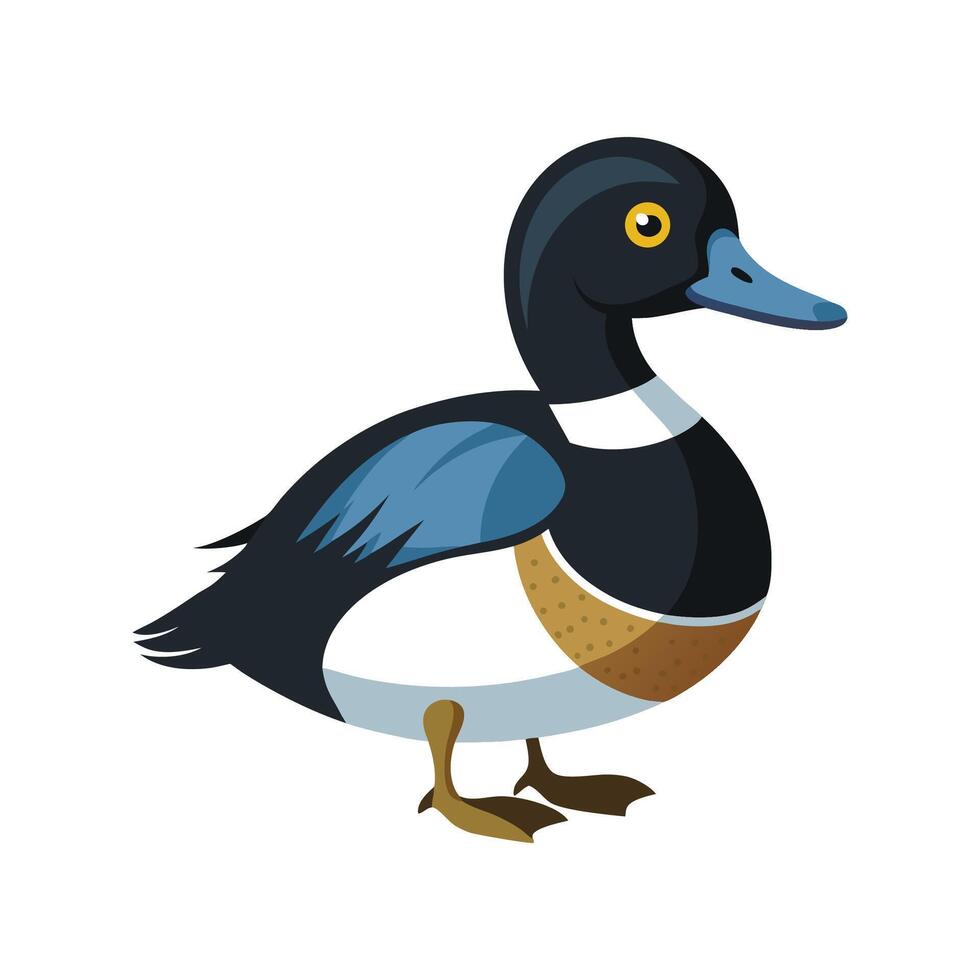 Elegant Ringnecked Duck Illustration vector