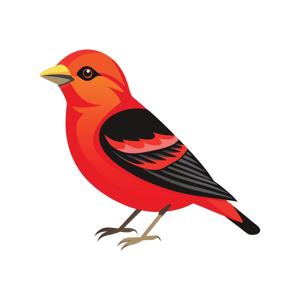 Elegant scarlet tanager illustration vector