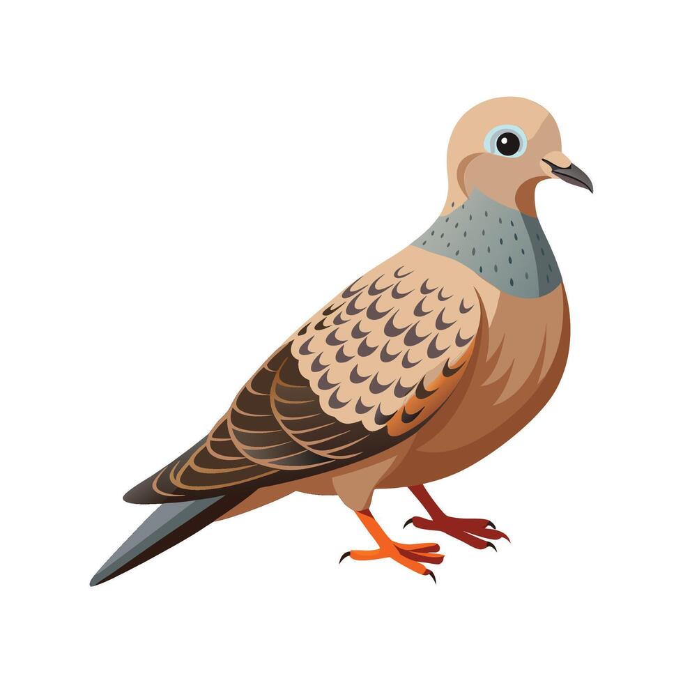 Spotted Dove Bird Artistic Illustration with Colors vector