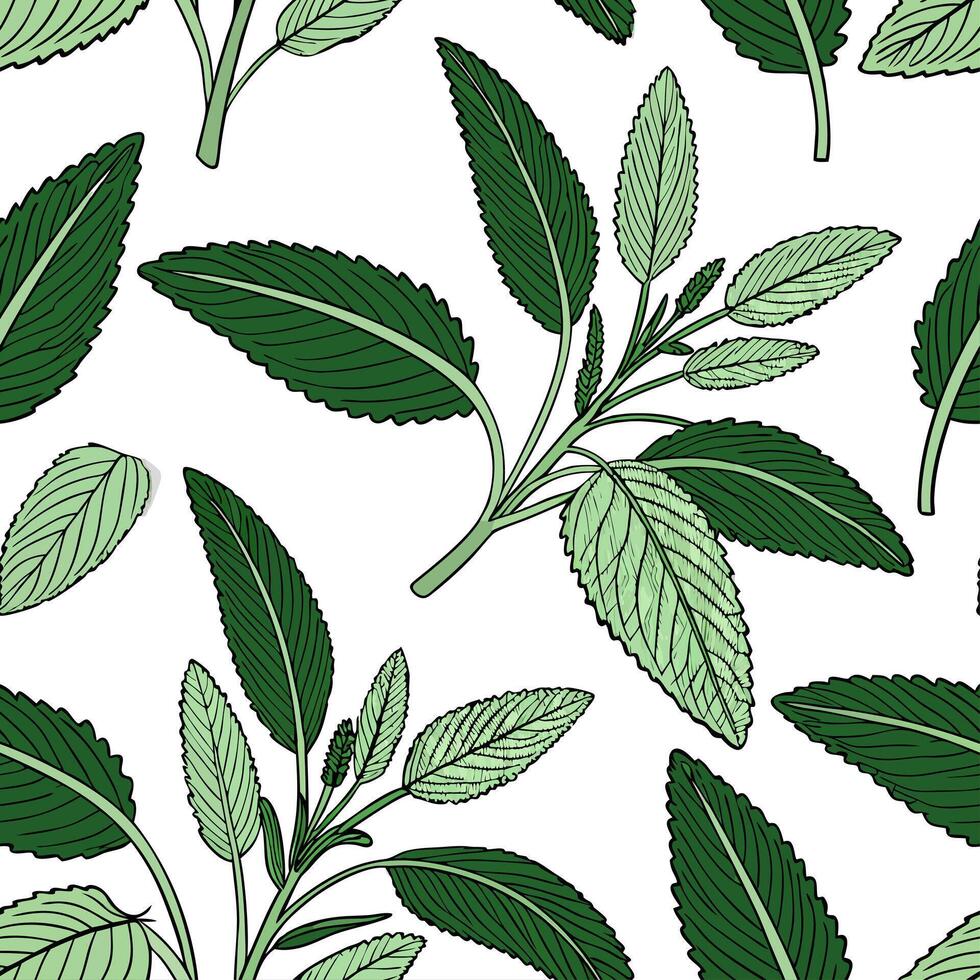 Minimalist monochrome sage leaves seamless pattern with simple lines on white background Set 2 vector