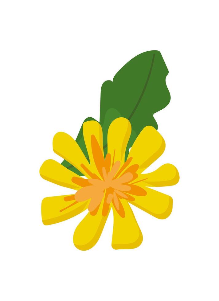 Yellow flower with green leaves illustration vector