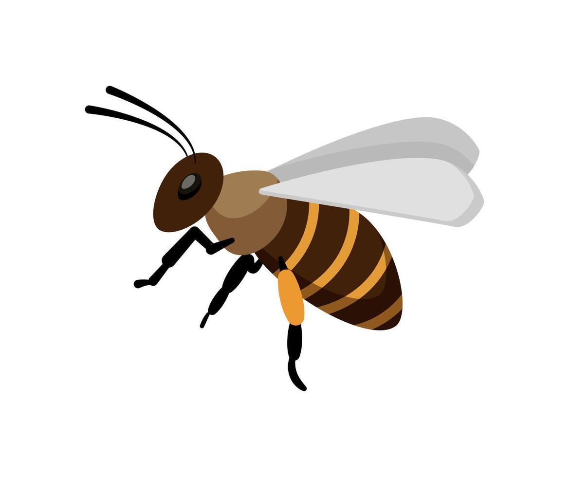Flying Bee Side View vector