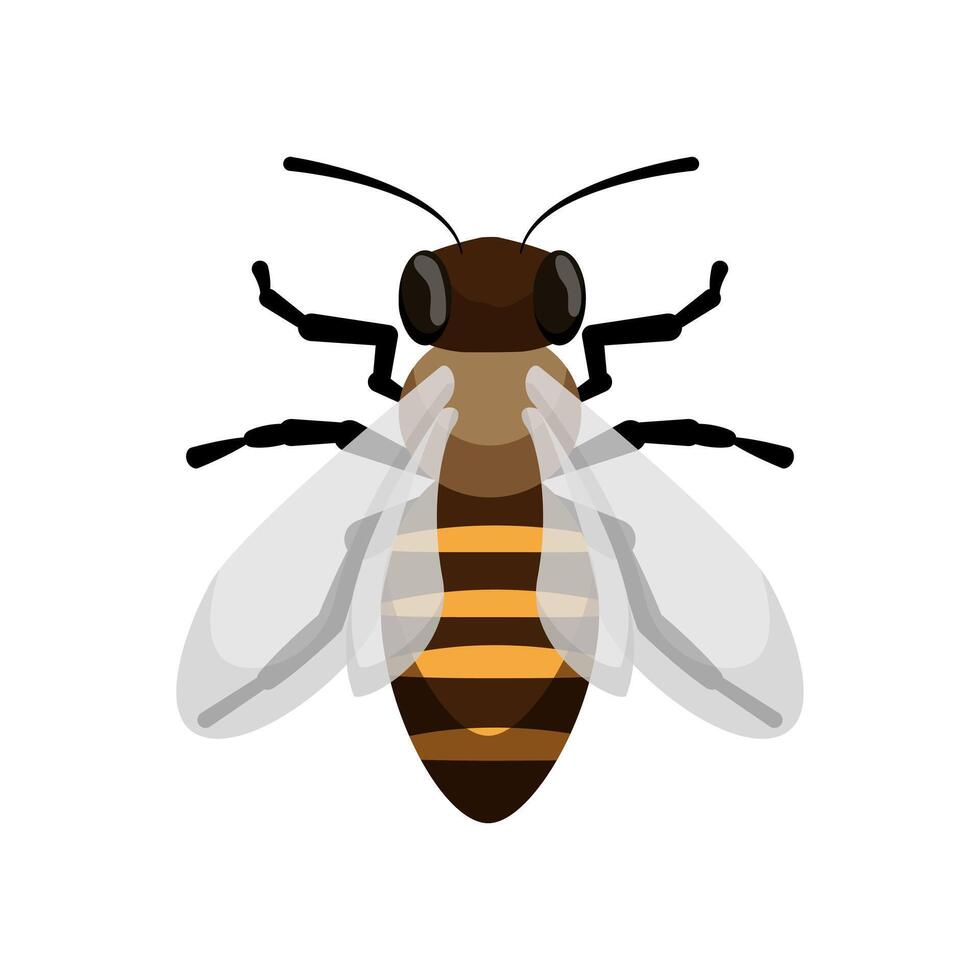 Detailed Bee Top View vector