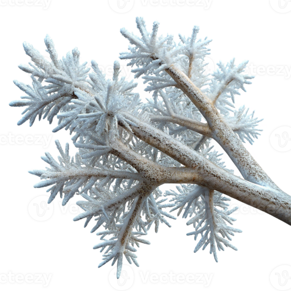 impressive creative A branch covered in frost, intricate ice crystals, winter morning light, nature photography high quality png