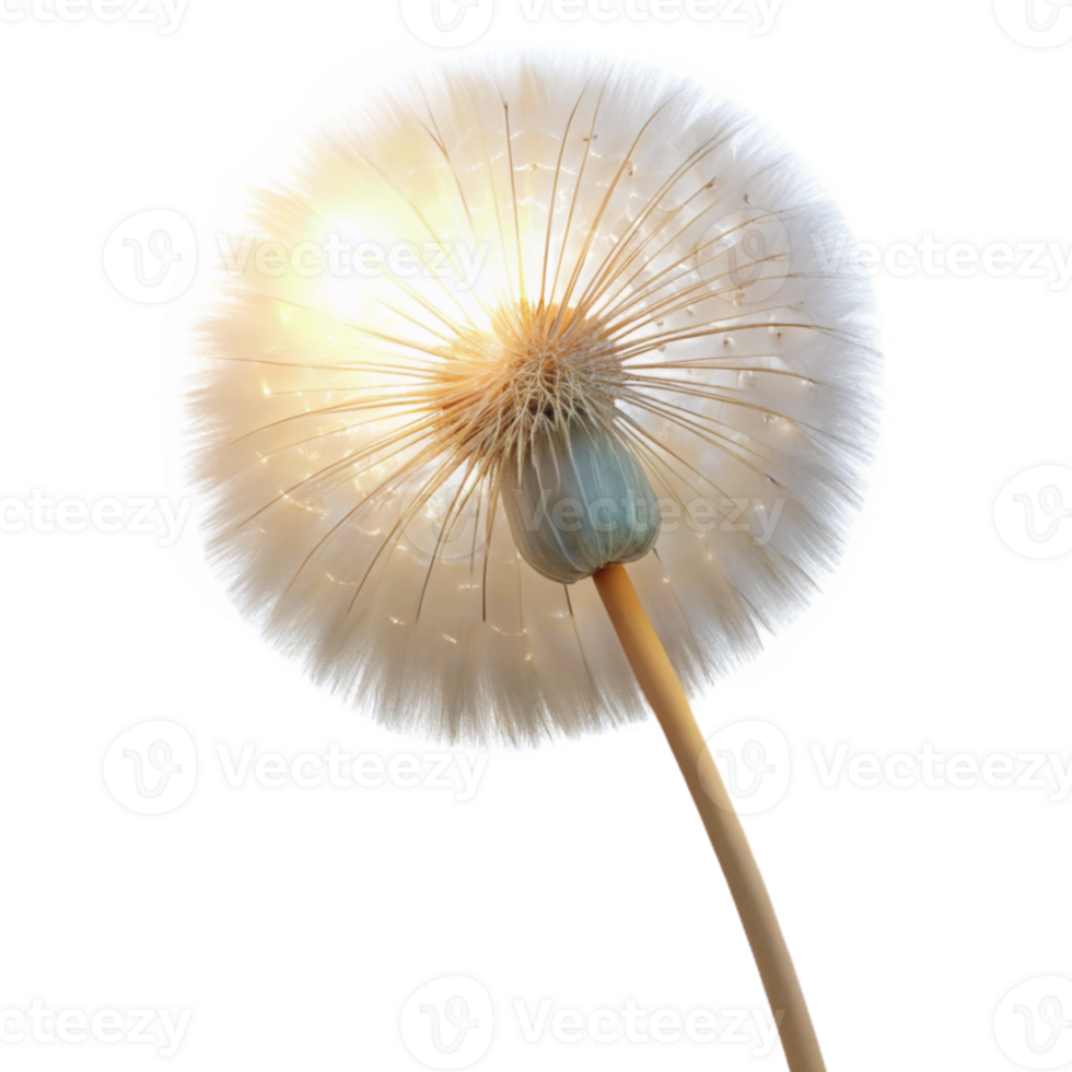 wonderful modern A single dandelion seedhead, backlit by the sun, delicate and ethereal, macro photography high quality png