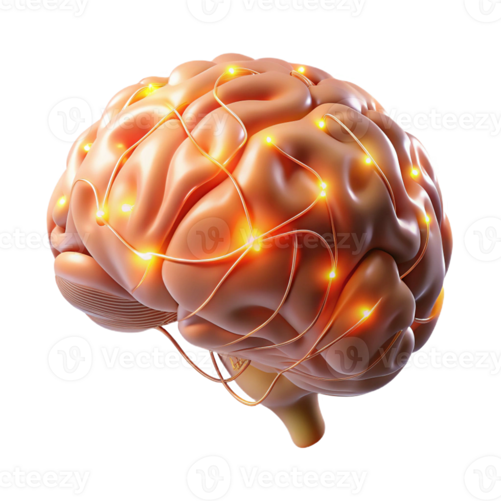 beautiful minimalist A hyperrealistic rendering of a human brain with glowing neural pathways, lit by a soft, ethereal light, Medical Illustration style high resolution png