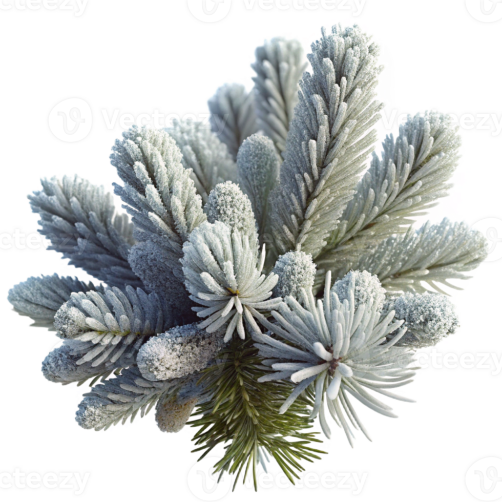 dramatic classic Frost-covered pine branches in winter, crisp morning light, detailed textures, photorealistic style premium png