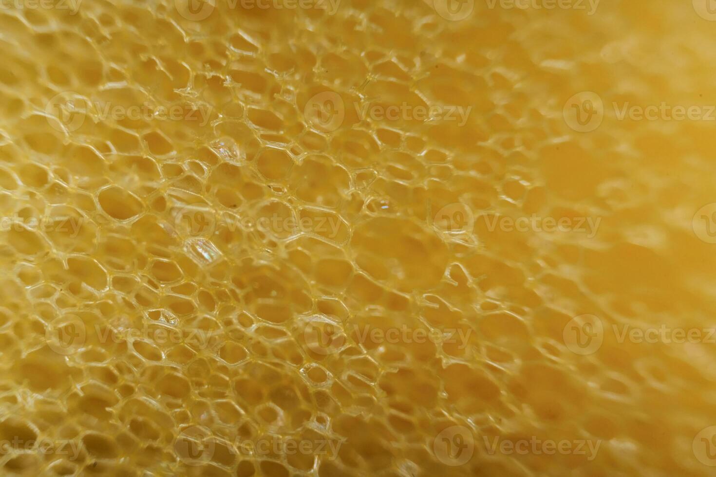 Domestic kitchen sponge under, the microscope. Close up view photo