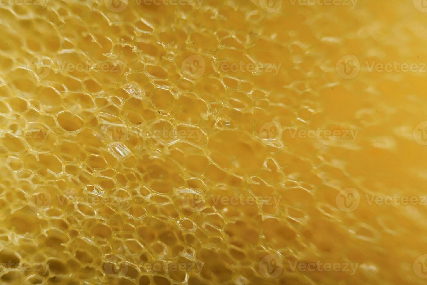 Domestic kitchen sponge ,under the microscope. Close up view photo