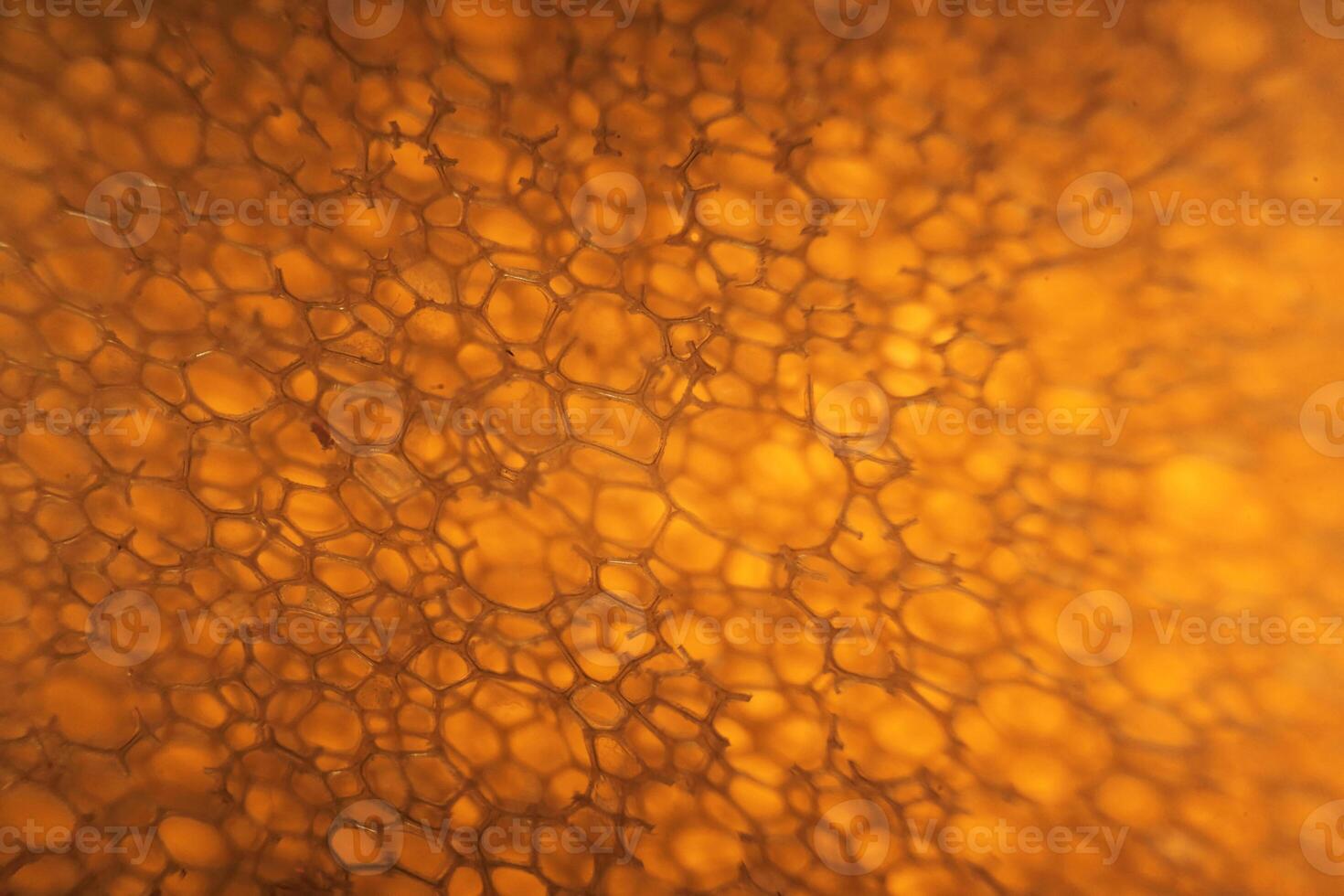 Domestic, kitchen sponge under the microscope. Close up view photo