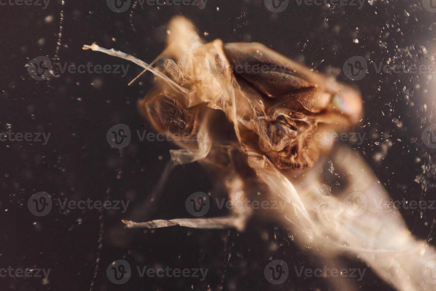 Fly insect is under the microscope. Close up view photo