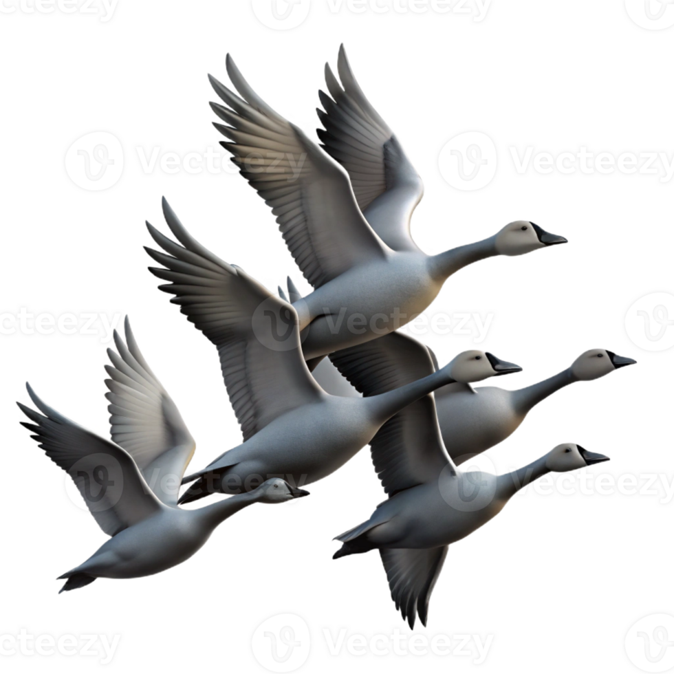 vibrant vintage A flock of migrating geese flying in a V-formation against a dramatic sunset sky, in a silhouette style premium png