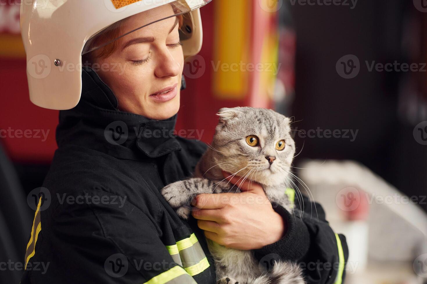 Holding beautiful scottish, fold cat. Woman ,firefighter in uniform is at work in department photo