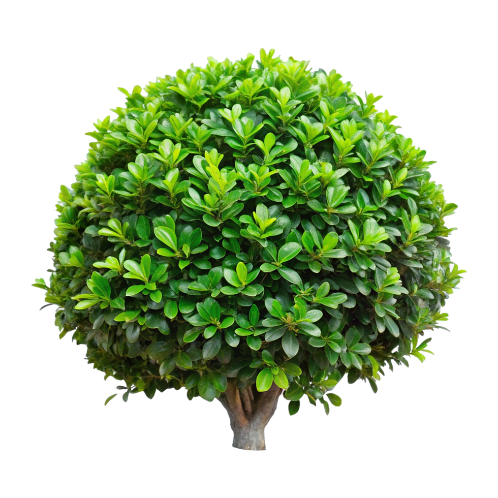 Lush Green Hedge Plants Forming a Beautiful Row in a Garden Setting png