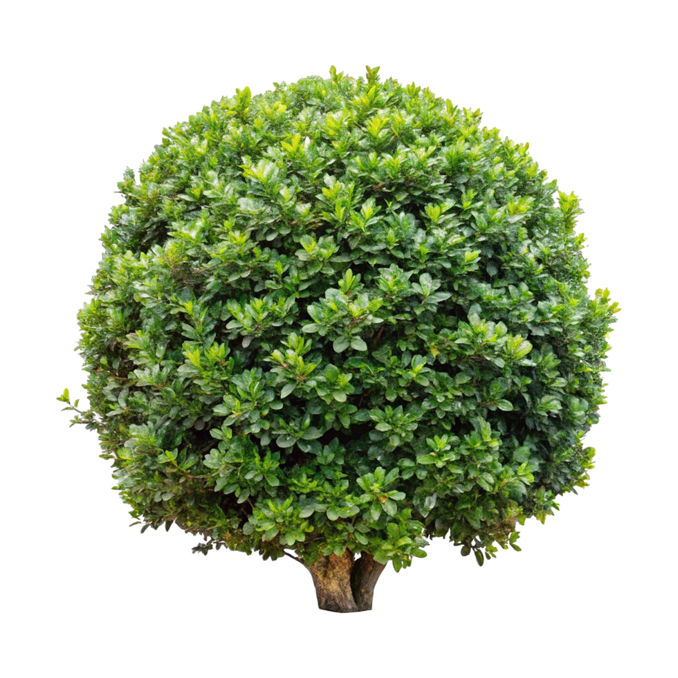 Lush Green Spherical Shrubs Forming a Beautiful Row of Ornamental Hedge png