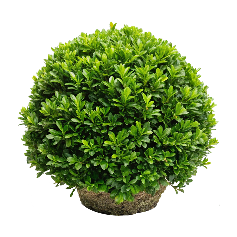 Stunning Landscape Design Featuring Vibrant Hydrangeas and Lush Green Boxwood Shrubs png