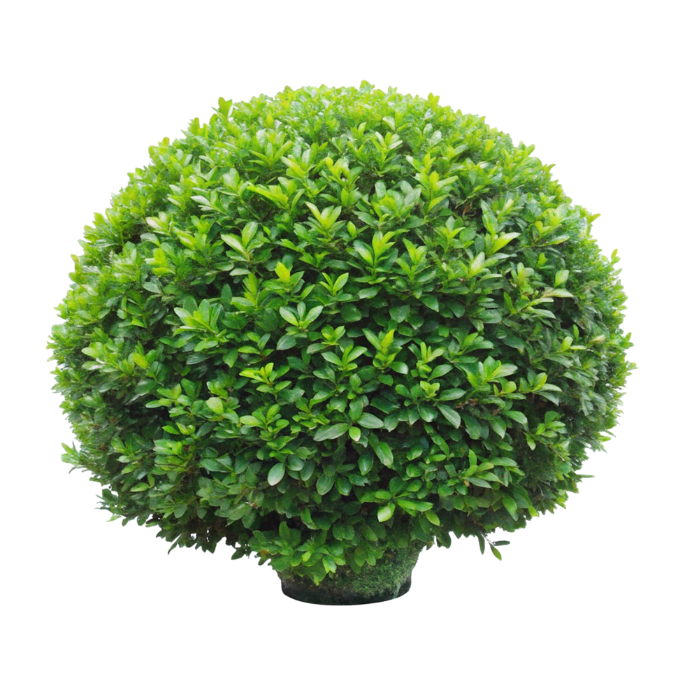 Lush Green Bushy Hedge Planted in a Long Rectangular Planter Box png