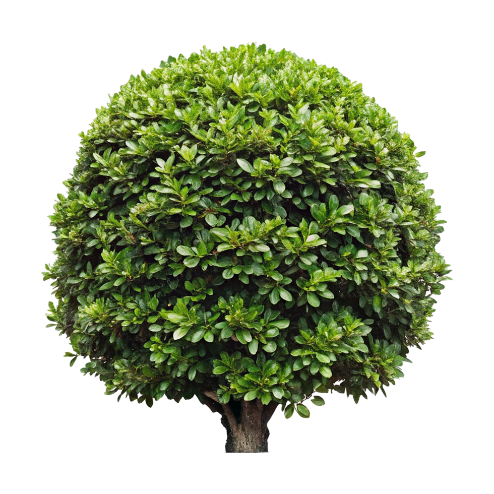 Lush Green Spherical Shrubs in a Neat Row, Creating a Beautiful Landscape Design png