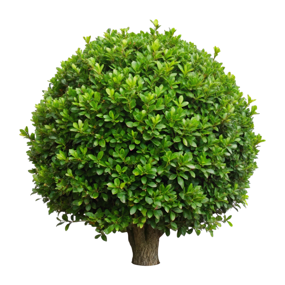 Landscaped Garden Featuring Lush Green Yew Bushes and Complementary Shrubs png