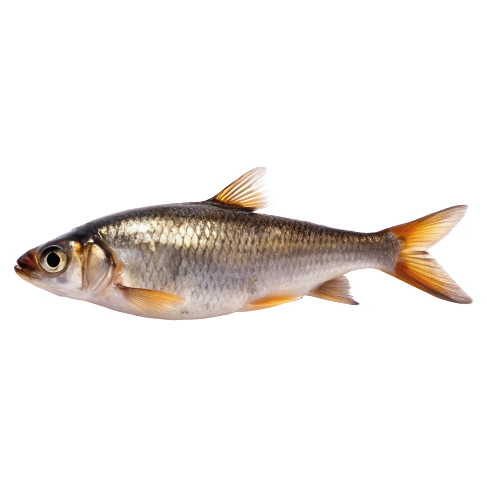 Detailed Closeup of a Beautiful Freshwater Fish Species png
