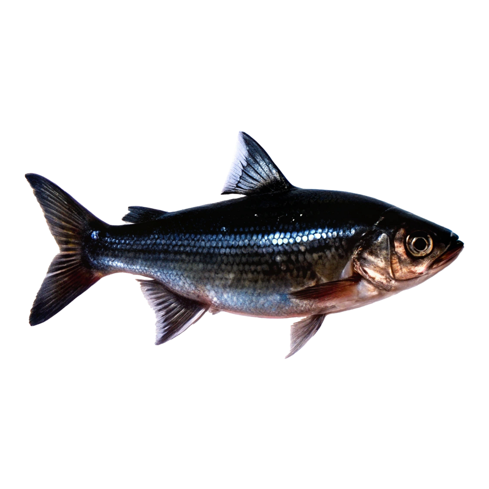 Stunning Closeup of a Pinkhued Fish with Grayish Back and Red Fins png